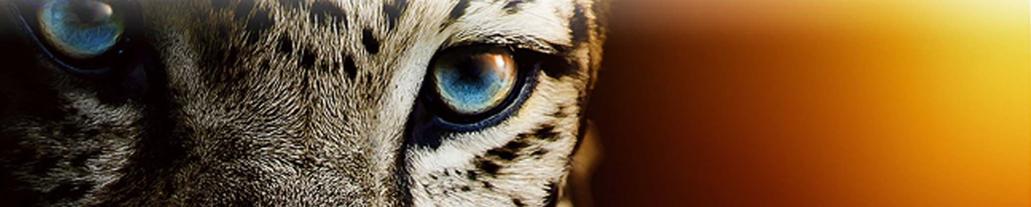 Lifestyle - Cats Eyes Lifestyle - Cats Eyes